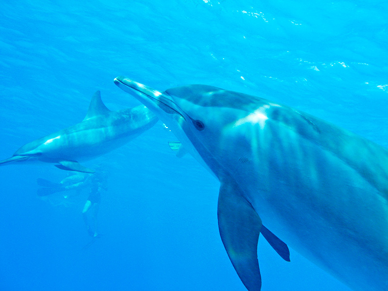 Snorklowanie z delfinami :) Zdjęcie: Wilczy