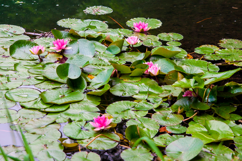 Lilie wodne na powierzchni jeziora