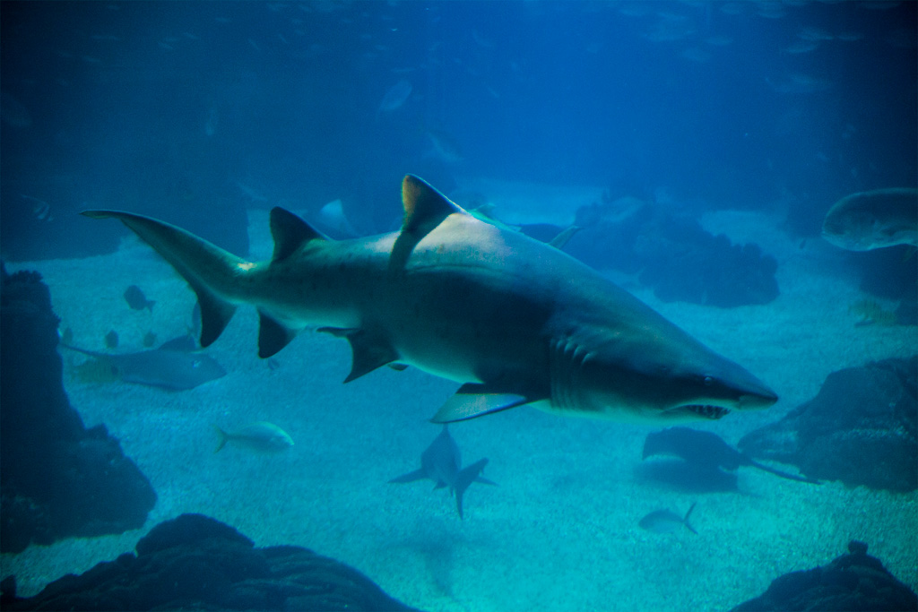 Oceanarium w Lizbonie – duży rekin blisko szyby akwarium