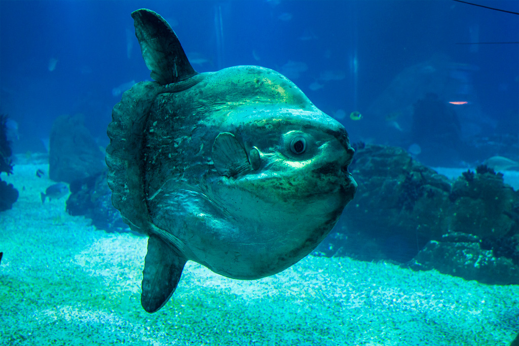 Oceanarium w Lizbonie – mola mola tuż przy szybie akwarium