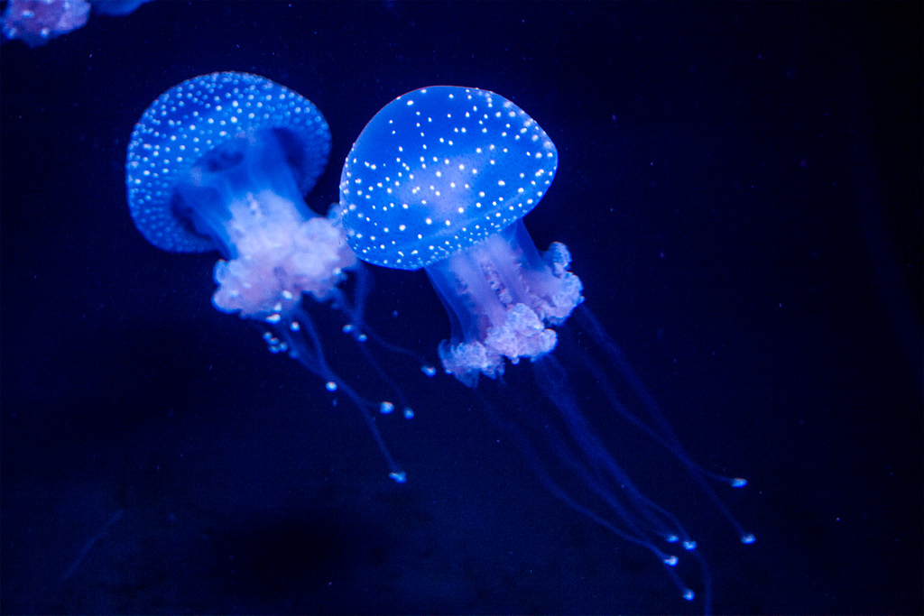 Oceanarium w Lizbonie – meduzy w półmroku