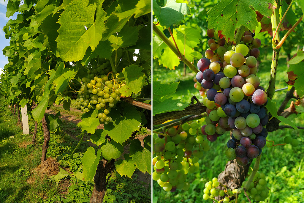 Zielone oraz wielokolorowe kiście winogron