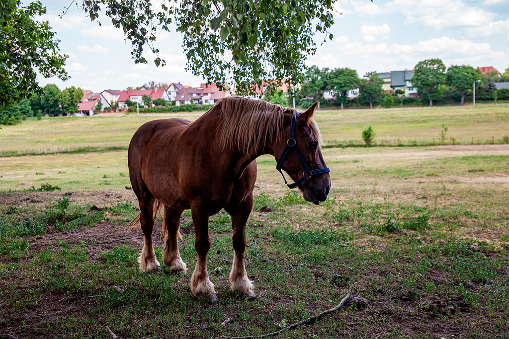 Skansen Olsztynek – koń na łące