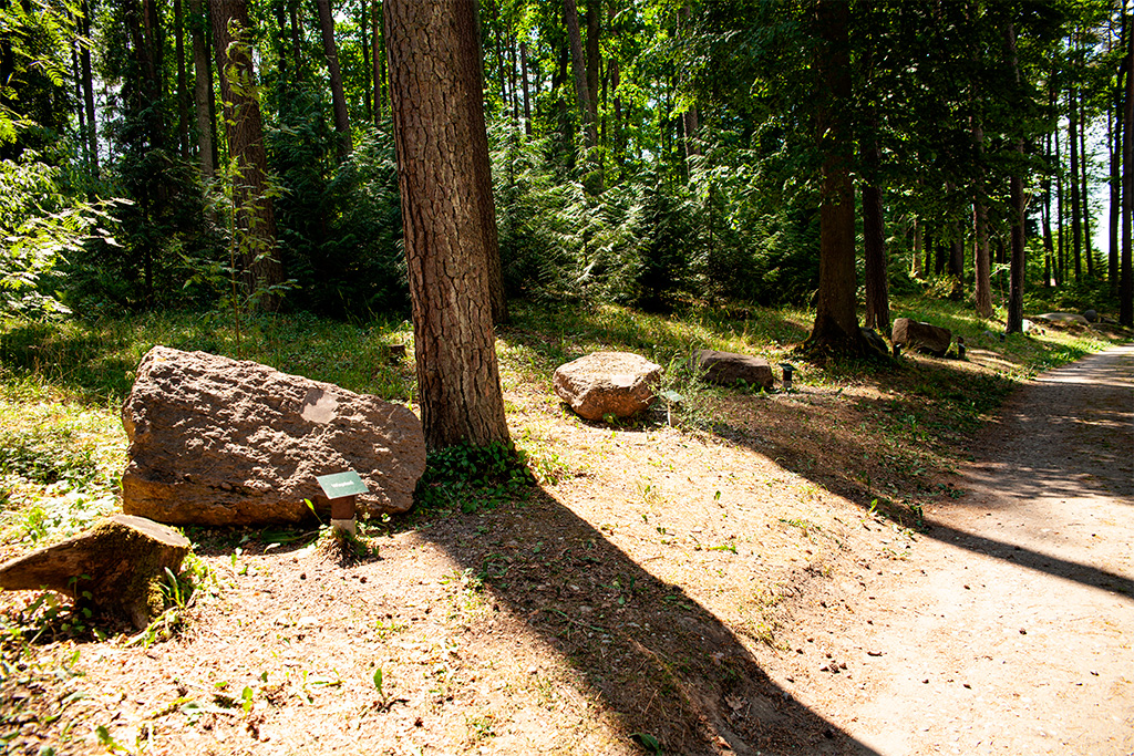 Arboretum Kudypy – głazy wzdłuż ścieżki