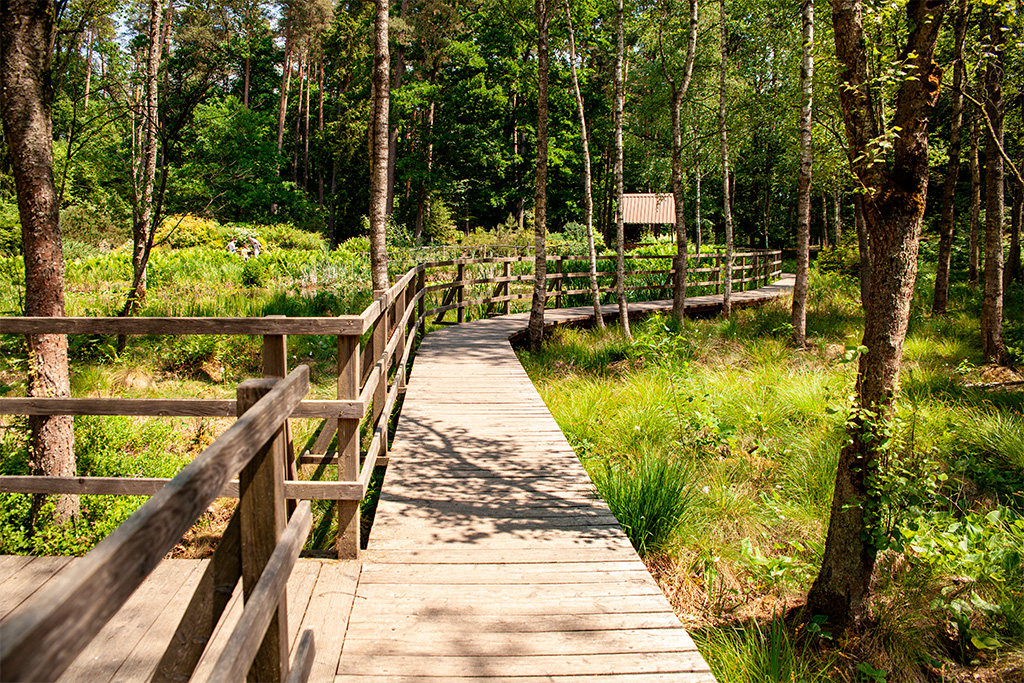 Arboretum Kudypy – drewniana kładka przez torfowisko