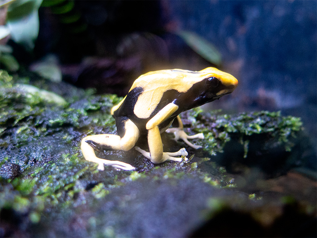 Czarno-żólta żaba