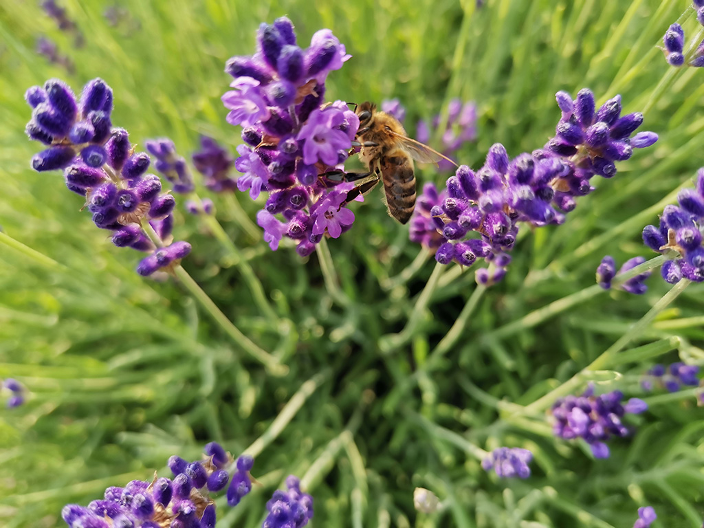 Pszczoła na kwiecie lawendy