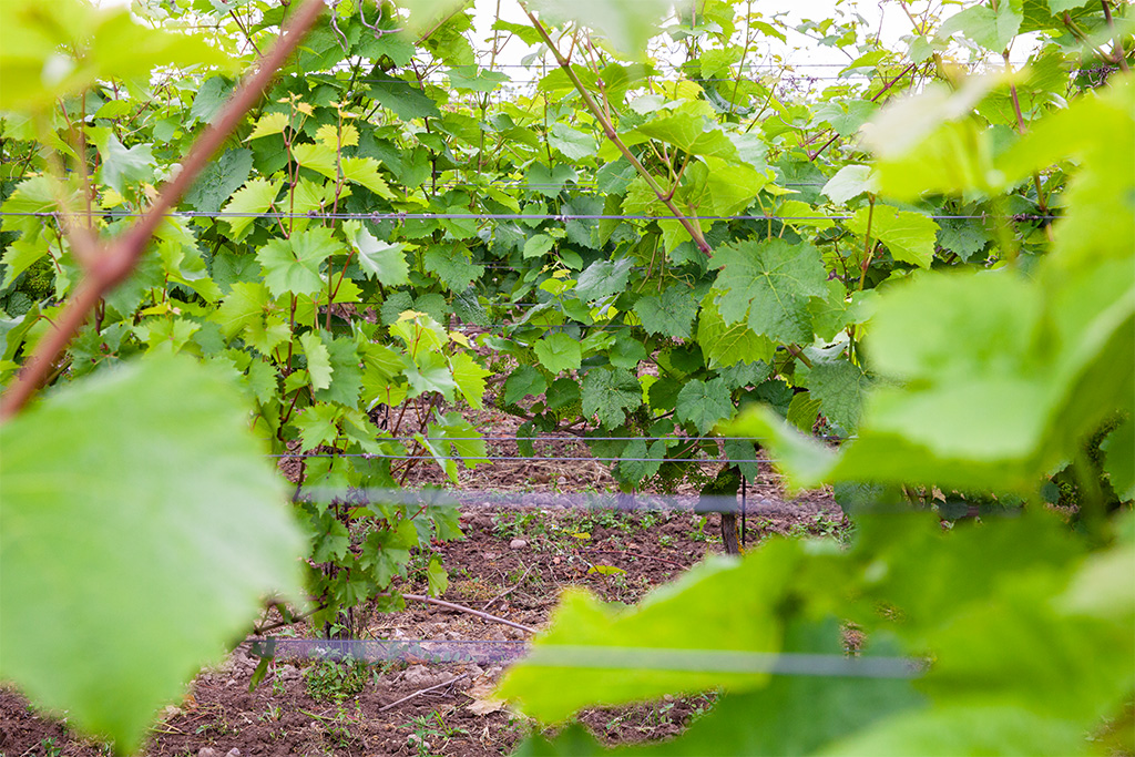 Winnica Tomani – wśród krzewów winorośli