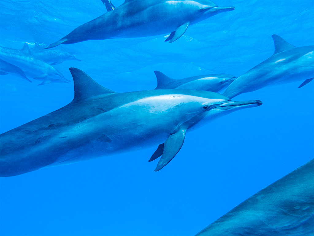 Safari nurkowe Egipt – delfiny pod wodą w lagunie Dolphin House