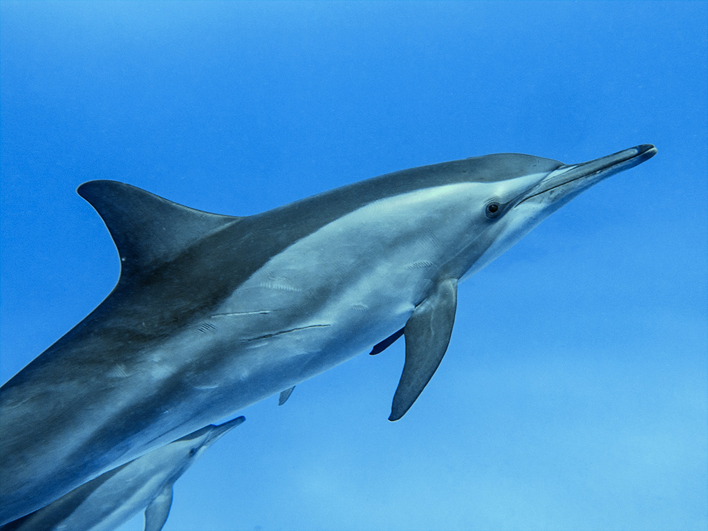 Delfin z bliska, widać blizny na jego ciele