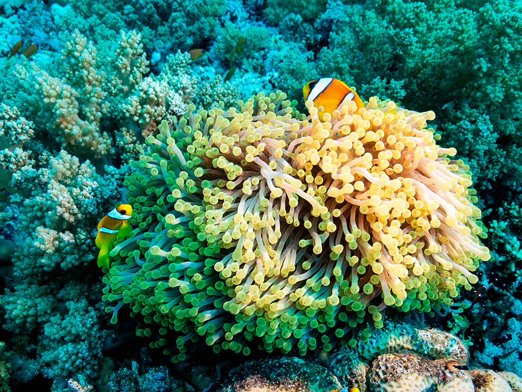 Rybki Nemo, czyli błazenki w ukwiale